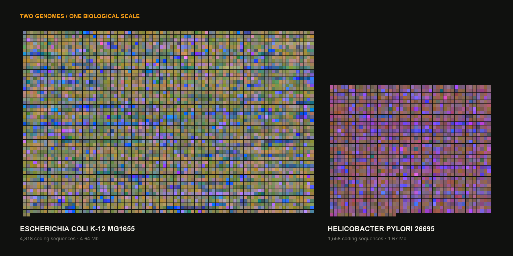 BactoPainter comparison of two bacterial genomes